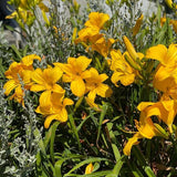 Pack 10 Daylily Bulbs for Planting Spring, Fast Blooming Hardy Perennial Lily Bare Roots for Outdoor Growing (Yellow, Large Day Lily)