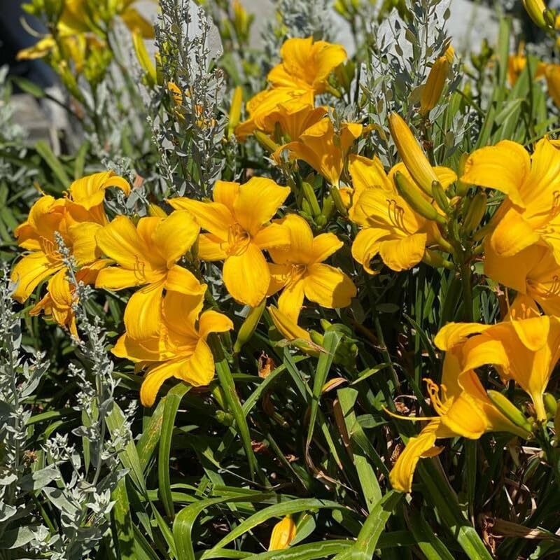 Pack 10 Daylily Bulbs for Planting Spring, Fast Blooming Hardy Perennial Lily Bare Roots for Outdoor Growing (Yellow, Large Day Lily)