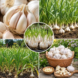4 Softneck Garlic Bulbs for Planting, Large Seed Garlic, High Yield, Easy to Grow for Fall and Spring Garden