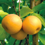 Asian Pear Tree Live Plant, Live Pear Plant Tree, 24 to 36 Inc Tall, Pear Tree Plant, Pear Live Plant, Pear Plant Tree