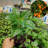Set 2 Orange Habanero Pepper Plants Live, 90 Days Old Pepper, World Hottest Pepper Plants, No Pot