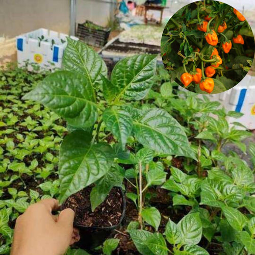Set 2 Orange Habanero Pepper Plants Live, 90 Days Old Pepper, World Hottest Pepper Plants, No Pot