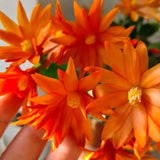 Easter Cactus Plants Live, Easter Cactus - 4 to 6 Inch Tall Houseplant Succulent Cactus Flower Plants, No Pot (Orange Flowers)