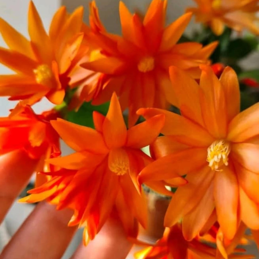Easter Cactus Plants Live, Easter Cactus - 4 to 6 Inch Tall Houseplant Succulent Cactus Flower Plants, No Pot (Orange Flowers)