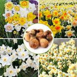 10 Random Daffodil Bulbs, Perennial Spring Flower, Narcissus Bulbs for Outdoor Garden