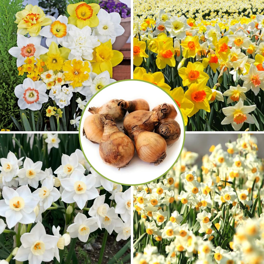 10 Random Daffodil Bulbs, Perennial Spring Flower, Narcissus Bulbs for Outdoor Garden