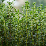 Set 2000 Thyme Seeds for Planting, Hardy Thyme, Greem Thyme Herb Seeds, Perennial Herb for Containers, Borders and Outdoor Garden