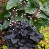 Heuchera Live Plant, Heuchera Coral Bells Live Plant, Purple-Black Heuchera Houseplant, 5-8 Inc Tall, Change Color Leaf Heuchera