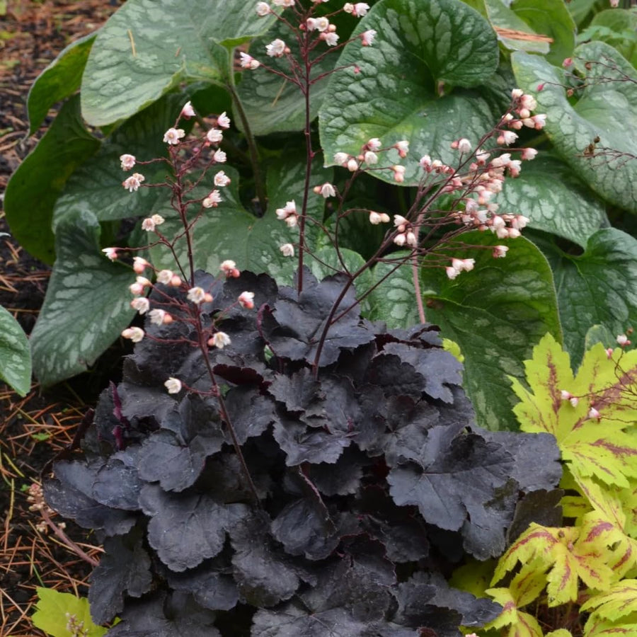 Heuchera Live Plant, Heuchera Coral Bells Live Plant, Purple-Black Heuchera Houseplant, 5-8 Inc Tall, Change Color Leaf Heuchera