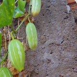 Ivy Gourd Plant Live, 8 to 12 Inc Tall, Little Gourd Live Plant Pot Vegetable Plant Half Gallon Pot