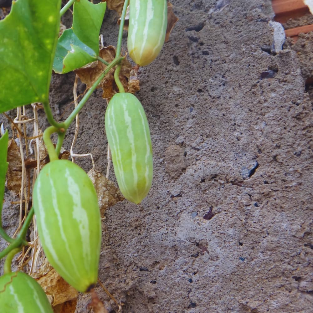 Ivy Gourd Plant Live, 8 to 12 Inc Tall, Little Gourd Live Plant Pot Vegetable Plant Half Gallon Pot