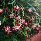 Pink Epiphyllum Orchid Cactus Plant, 4 Inc Potted, Fishbone Cactus Plant