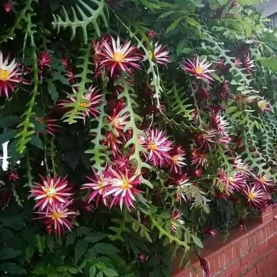 Pink Epiphyllum Orchid Cactus Plant, 4 Inc Potted, Fishbone Cactus Plant