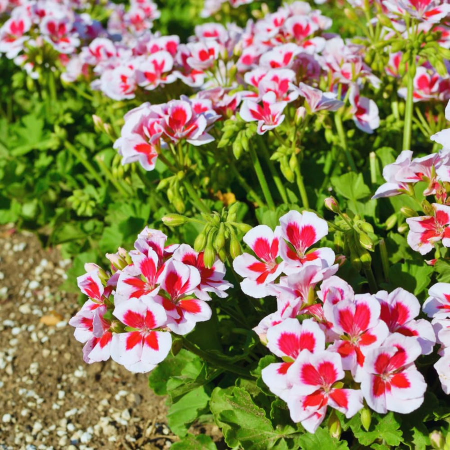 Pink White Geranium Plants Live, 2 Plants, Geranium Flower Plants, Size Plant 4 Inches