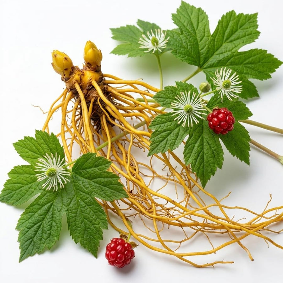 Set 10 Golden Seal Roots for Planting, Goldenseal Plants Live from 4''Tall, Shrub Garden Outdoor