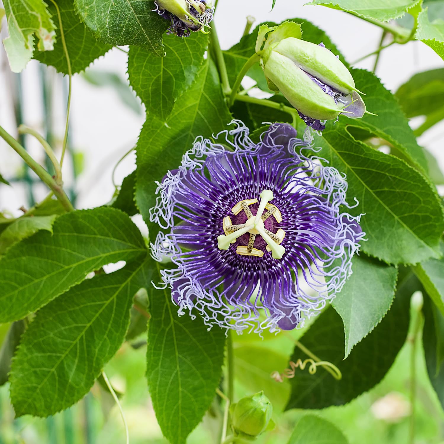 Purple Passion Flower Plant - Violet Purple Blue Passion Flower Vine Live Plant - Size 5 to 7 Inch Tall, Passiflora Flowers Starter Plant, Without Pot