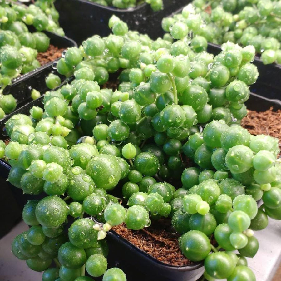 String Live Plants, Easy Indoor Trailing Succulent in 2.5" Pot, Hanging Succulent Houseplant Indoor Outdoor Planting (String of Pearls)