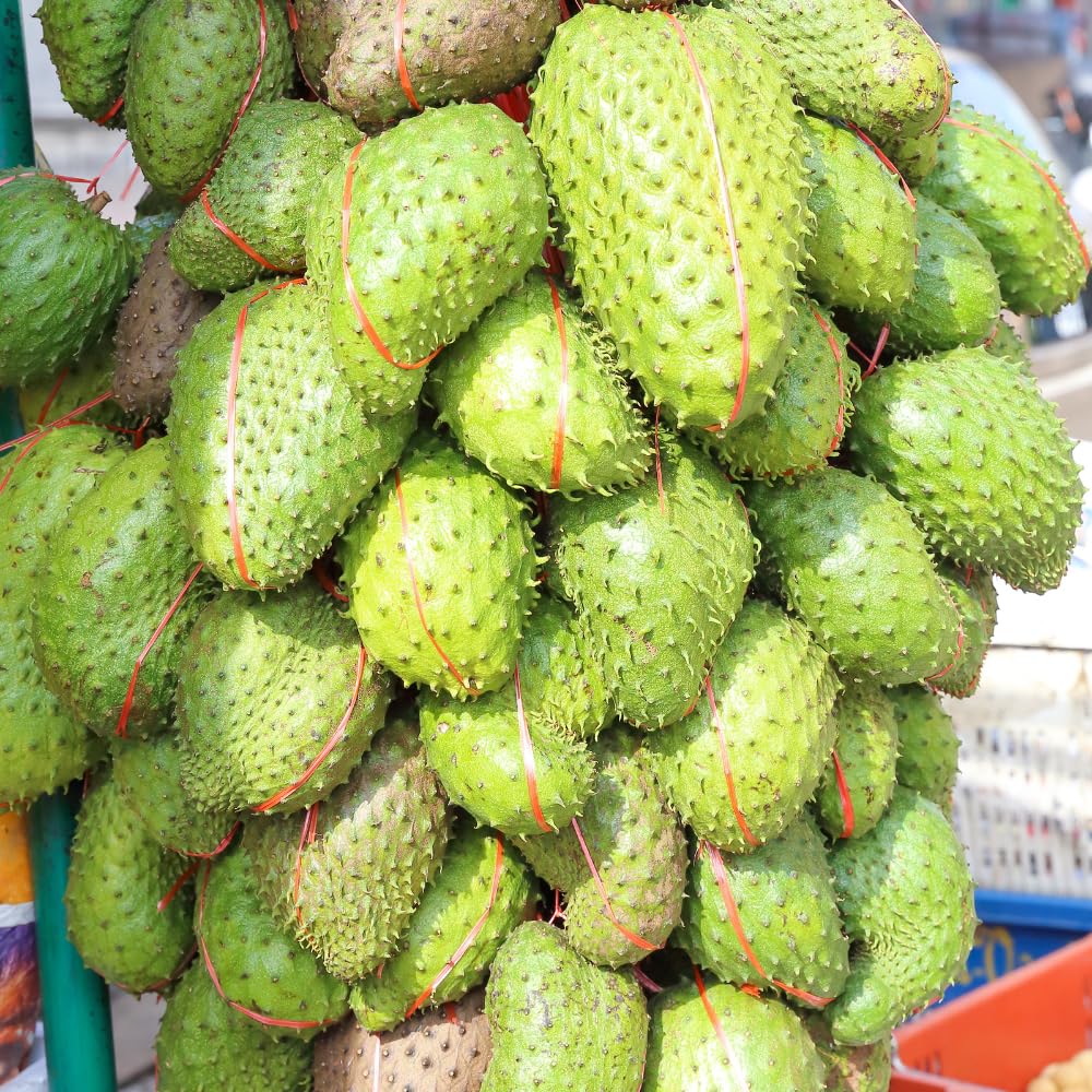 Annona Muricata Guanabana Soursop Tree Live Plant, 4 to 6 Inc Tall
