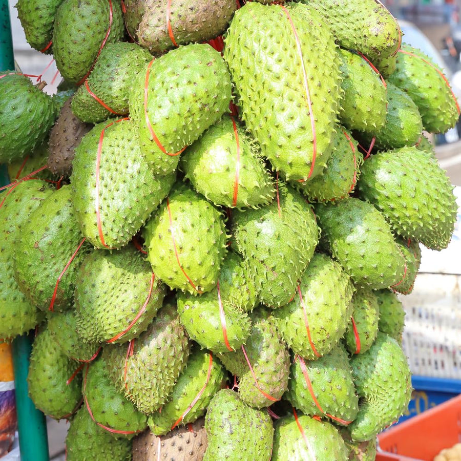 Annona Muricata Guanabana Soursop Tree Live Plant, 4 to 6 Inc Tall
