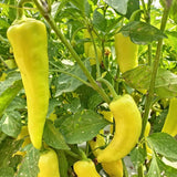 Set of 2 Yellow Banana Pepper Plants Live in Pot, Hot Bird Peppers Plants, 100 Days Old, 6 to 10 Inches Tall