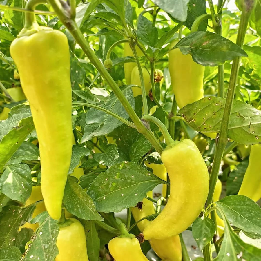 Set of 2 Yellow Banana Pepper Plants Live in Pot, Hot Bird Peppers Plants, 100 Days Old, 6 to 10 Inches Tall