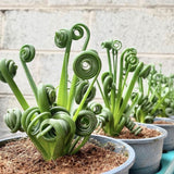 Albuca Spiralis Plant Live, Frizzle Sizzle Succulent Plants, Corkscrew Foliage Succulent in 3'' Pot, Easy-Care Indoor Outdoor Plant