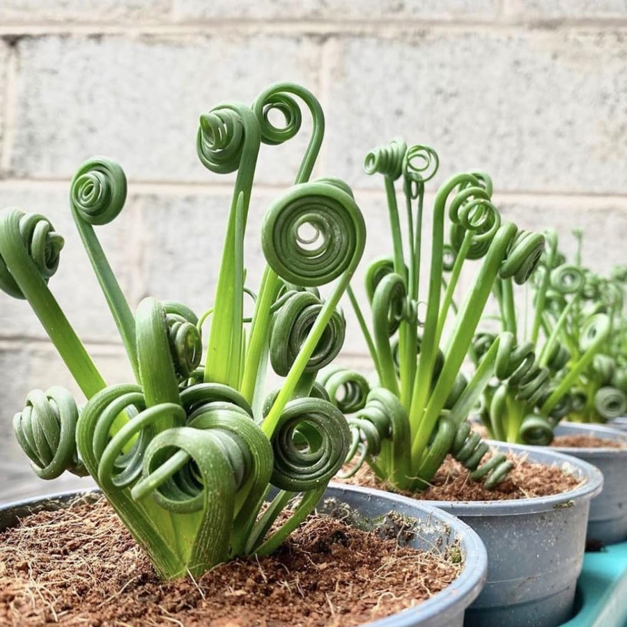 Albuca Spiralis Plant Live, Frizzle Sizzle Succulent Plants, Corkscrew Foliage Succulent in 3'' Pot, Easy-Care Indoor Outdoor Plant