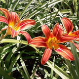 5 Orange Daylily Roots, Hardy Perennial Flower for Garden Beds and Borders Planting, Easy Care, Ready to Grow