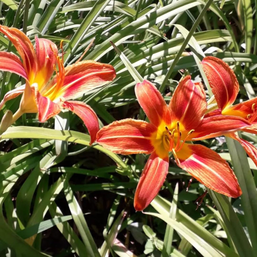 5 Orange Daylily Roots, Hardy Perennial Flower for Garden Beds and Borders Planting, Easy Care, Ready to Grow