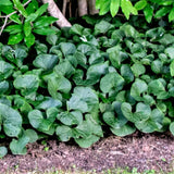 Pack 5 Wild Ginger Plants Live Bareroots, Ginger Live Plants, Ornamental Ginger Flowers