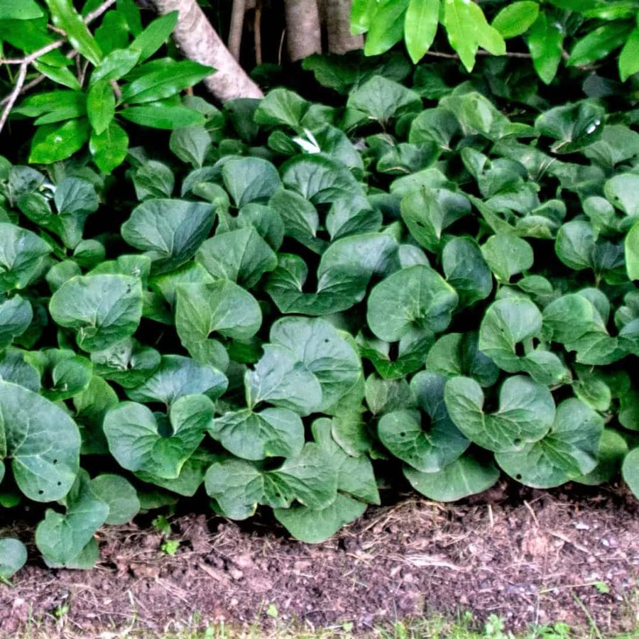 Pack 5 Wild Ginger Plants Live Bareroots, Ginger Live Plants, Ornamental Ginger Flowers