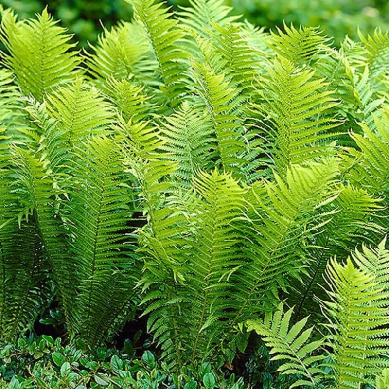 5 Ostrich Fern Rhizomes Live Plants for Planting, Ferns Live Plants Outdoors Indoors Full Shade, Bare Roots, Fast-Growing