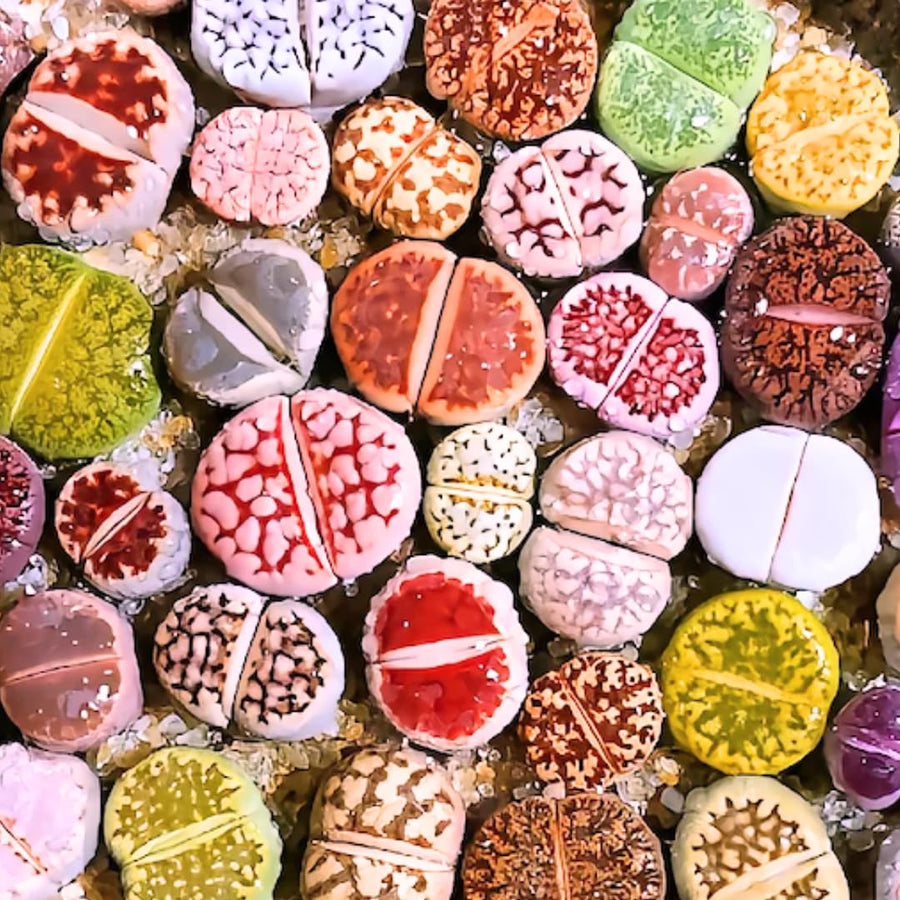 20 Large Mix Lithops Live Plants, Colorful Lithops Succulents Plants Live, Living Stones Succulent Indoor Outdoor Plant, Bare Root Without Pot and Soil