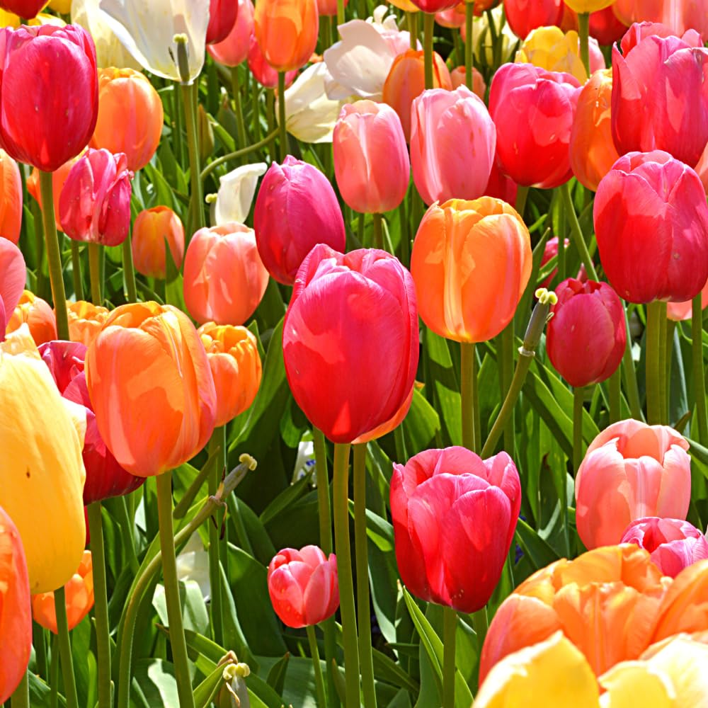 Set of 10 Tulip Bulbs, Live Mix Tulips, Spring Blooming Flower Bulbs for Garden Planting