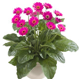 2 Pink Gerbera Daisy Plants Live, Gerbera Daisies Flower Plants 5 to 7 Inches Tall, Ready to Bloom, Hardy Outdoor Plant