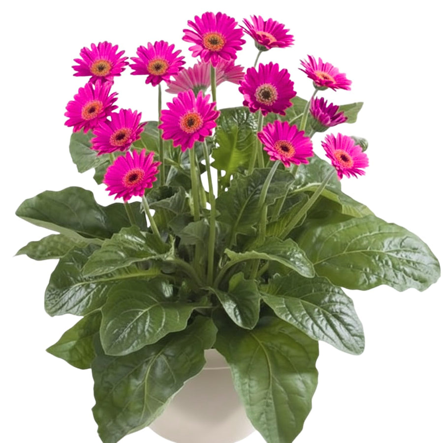 2 Pink Gerbera Daisy Plants Live, Gerbera Daisies Flower Plants 5 to 7 Inches Tall, Ready to Bloom, Hardy Outdoor Plant