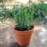 Upright Rosemary Live Plant 4-7 Inches, Hardy, Fragrant Herb for Pots and Containers Growing