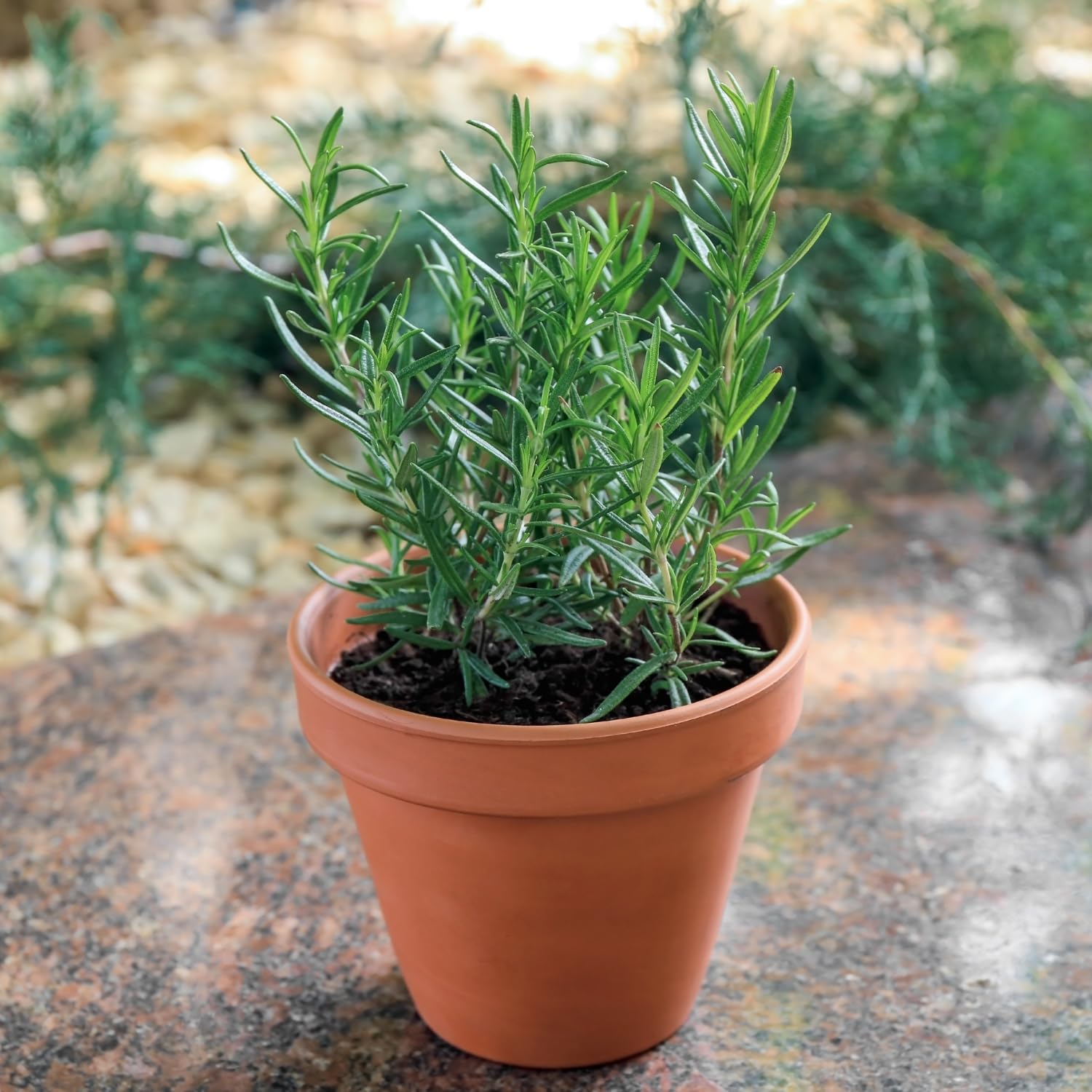 Upright Rosemary Live Plant 4-7 Inches, Hardy, Fragrant Herb for Pots and Containers Growing