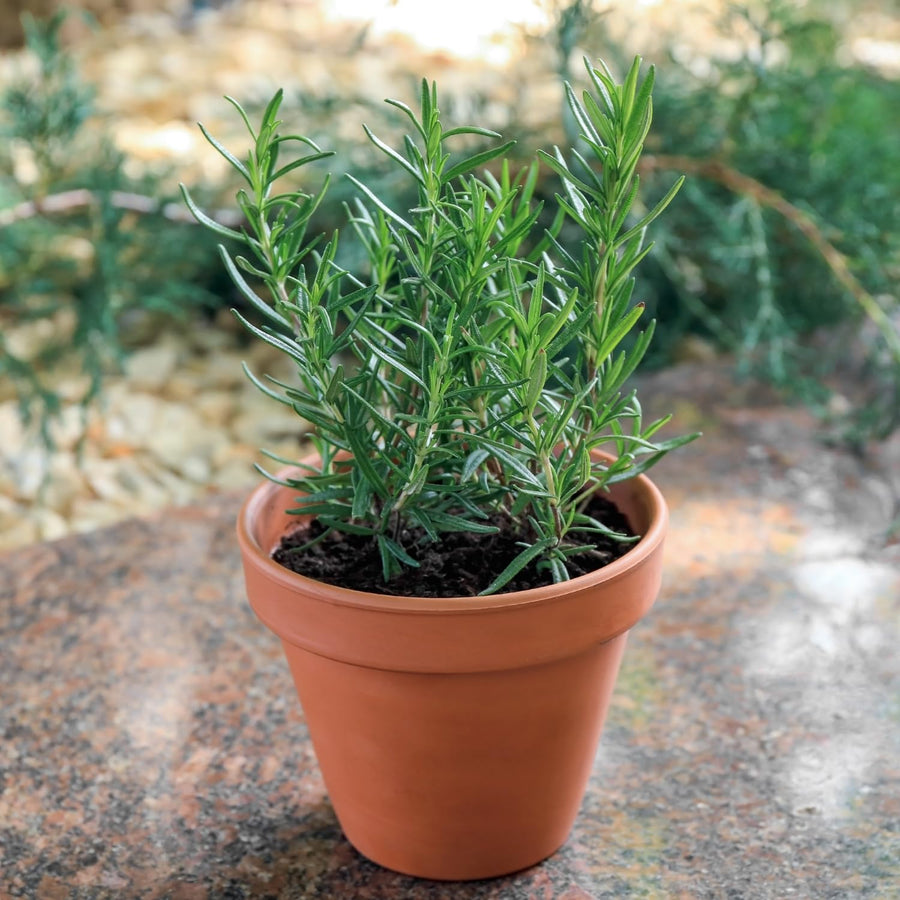 Upright Rosemary Live Plant 4-7 Inches, Hardy, Fragrant Herb for Pots and Containers Growing