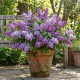 Purple Lilac Plants 12–18" Tall, Well Rooted Live Flowering Lilac Shrubs for Patio, Container and Backyard Landscaping