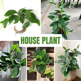 2 Monstera Plants Live, Swiss Cheese Philodendron Plant, Ornamental Tropical Well-Rooted, 4 to 5 Leaves for Indoor Houseplant (Monstera Dark Green)