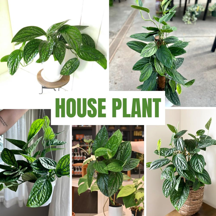 2 Monstera Plants Live, Swiss Cheese Philodendron Plant, Ornamental Tropical Well-Rooted, 4 to 5 Leaves for Indoor Houseplant (Monstera Dark Green)