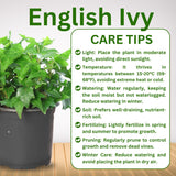 Trailing English Ivy Live Plant, Hardy Ivy Plants in 4" Pot, Climbing Plants Outdoor Garden, Easy Care House Plant (Variegated White Green)