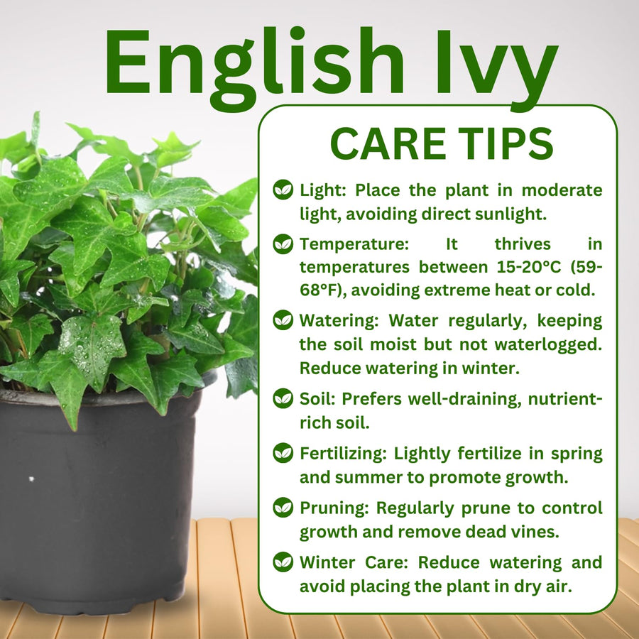 Trailing English Ivy Live Plant, Hardy Ivy Plants in 4" Pot, Climbing Plants Outdoor Garden, Easy Care House Plant (Variegated White Green)