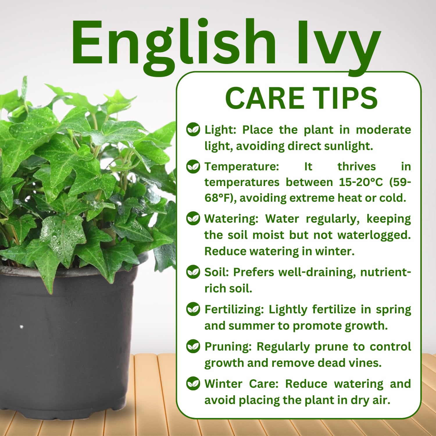 Trailing English Ivy Live Plant, Hardy Ivy Plants in 4" Pot, Climbing Plants Outdoor Garden, Easy Care House Plant (Green)