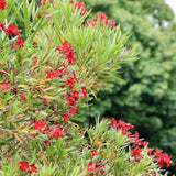 Oleander Plants Live, 2 Small Plants, Live Oleander Flower Plants, Tropical Plant Live Shrub Garden (Red)