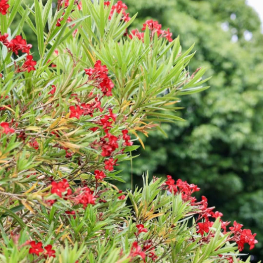 Oleander Plants Live, 2 Small Plants, Live Oleander Flower Plants, Tropical Plant Live Shrub Garden (Red)