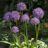 3 Purple Allium Bulbs for Planting - Large Bulbs, Ornamental Onion Allium Flower Bulb, Spring Blooming Garden Flowers, Outdoor Landscaping Plants