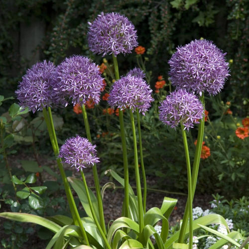 3 Purple Allium Bulbs for Planting - Large Bulbs, Ornamental Onion Allium Flower Bulb, Spring Blooming Garden Flowers, Outdoor Landscaping Plants
