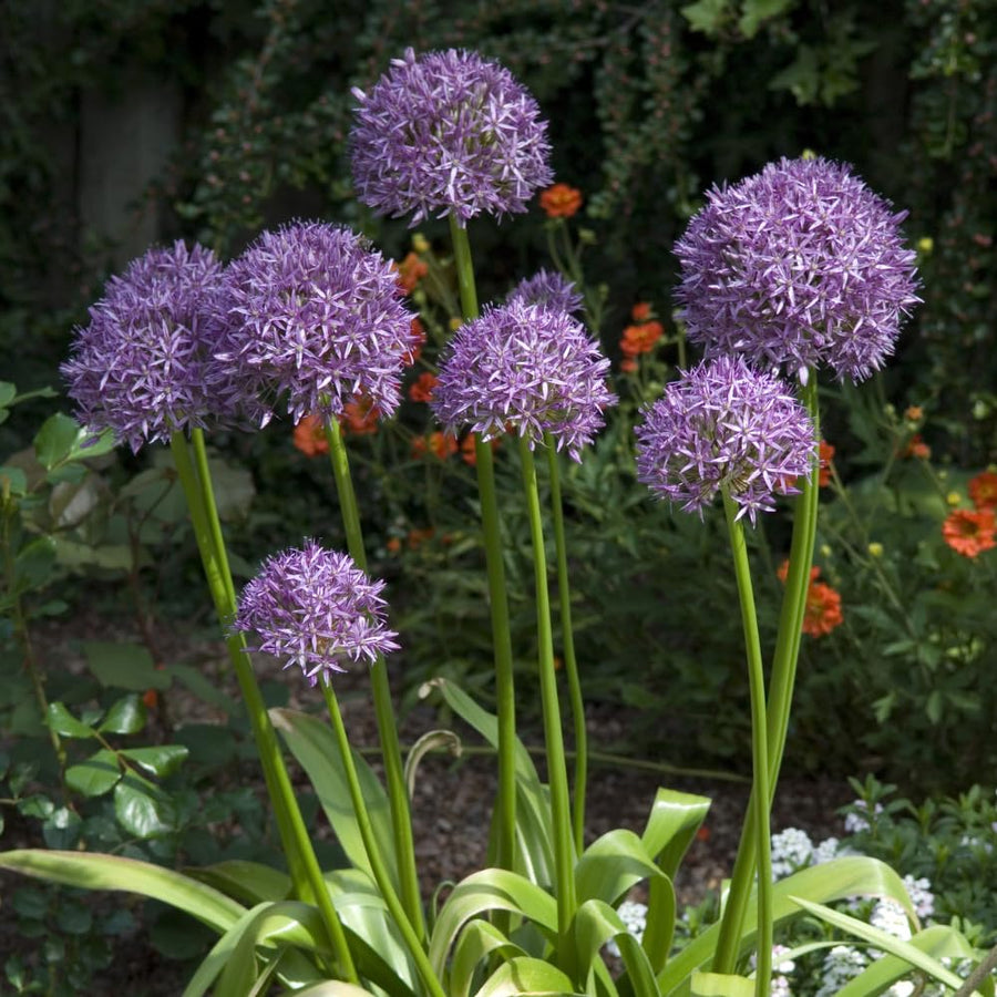 3 Purple Allium Bulbs for Planting - Large Bulbs, Ornamental Onion Allium Flower Bulb, Spring Blooming Garden Flowers, Outdoor Landscaping Plants